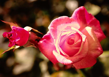 Pink rose