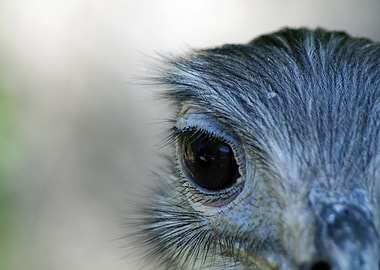 Eye of the Emu