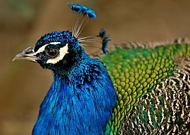 Portrait proud peacock