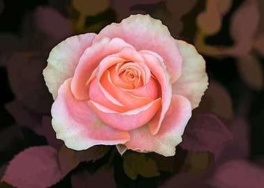 pink rose on texture