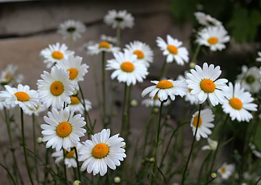 Marguerites in my garden