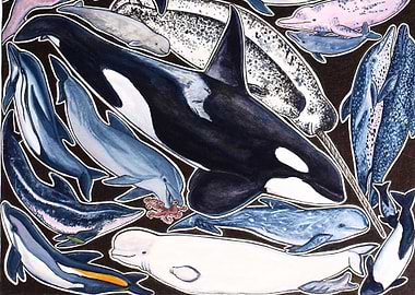 Dolphins orca beluga