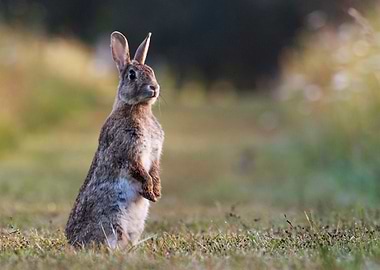 Standing Rabbit