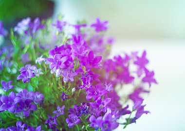 Pink flowers bouquet