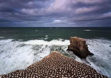 Muriwai Gannet Colony
