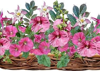 A Basket of Hollyhocks