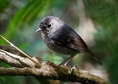New Zealand Robin