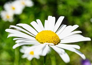 Camomile flower