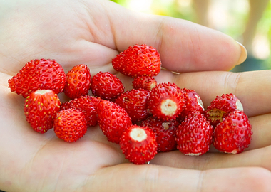 Strawberries in woman hand