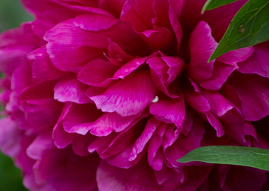 Close up Pink Flower