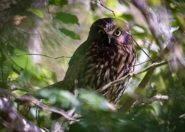 Morepork Stare