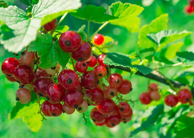 Redcurrant berries