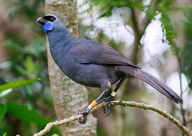 Kokako on a Branch
