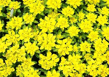 Yellow Wolf Milk Shrub