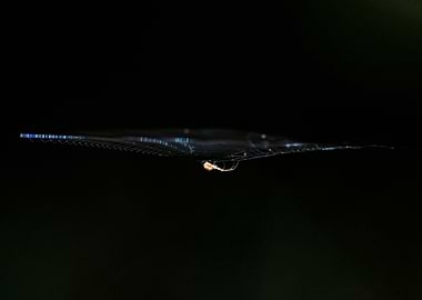 Floating Spider