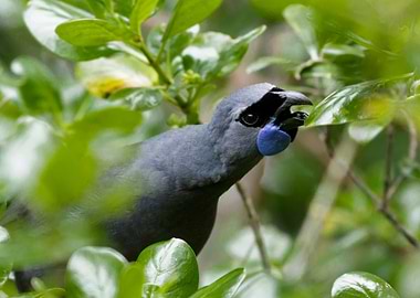 Snacking Kokako