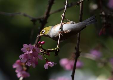 New Zealand Waxeye