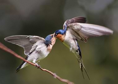 Welcome Swallows Feeding