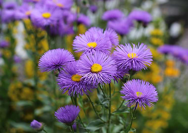 Lila flowers in the garden