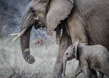 Mom and Baby Elephants