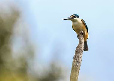 New Zealand Kingfisher