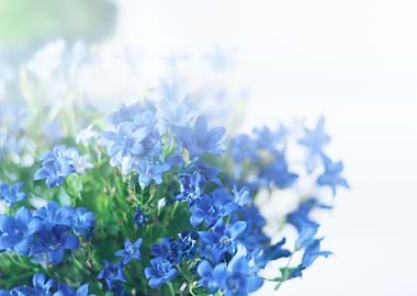 Blue flowers background