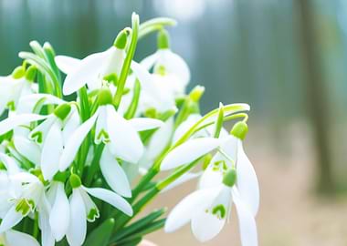 Snowdrops background