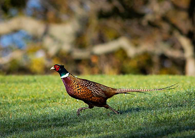 Ring Necked Pheasant