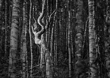 Twisted Birch