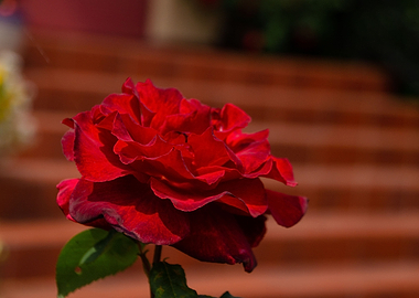 red rose
