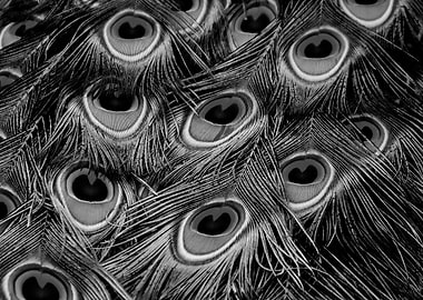 Peacock Feather black