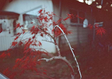 Decorative Red Detail