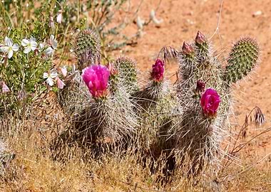 Cactus Flowers