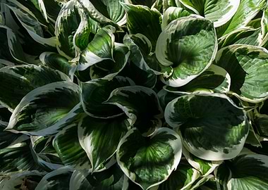 Lily Leaves in Spring