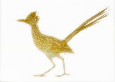 Yellow Brown Roadrunner