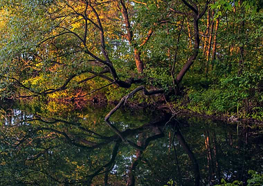 Tree on the shore of lake