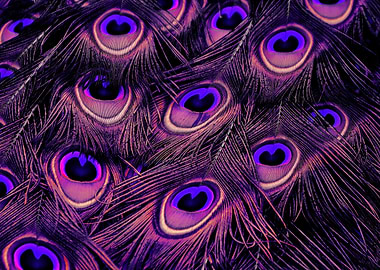 Peacock Feather purple