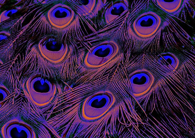 Peacock Feather blueorange