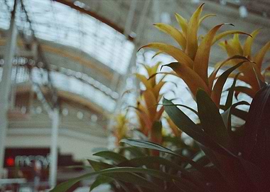 Authentic Aesthetics