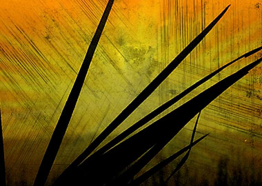 Midnight summer dream