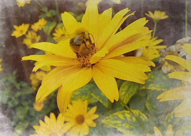 Bee on the flower