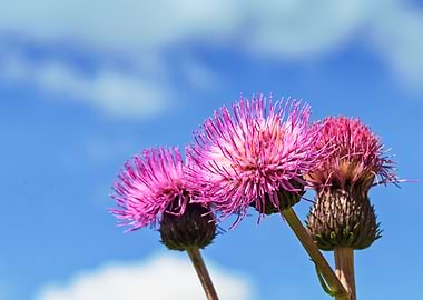 Three Melancholy Thistles