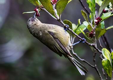 New Zealand Bellbirld
