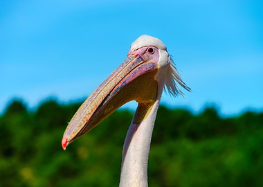 Pelican