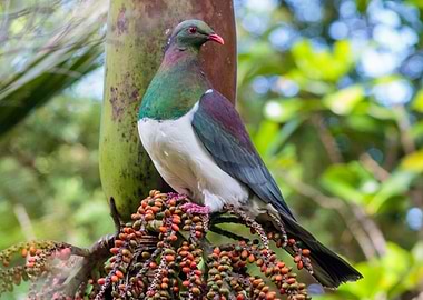 Wood Pigeon in a Nikau