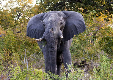 Lone Elephant
