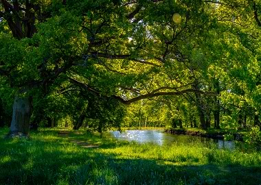 Summer Morning in the Park