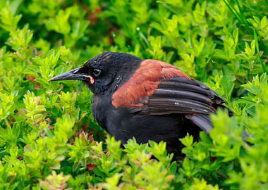 Young Saddleback