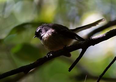 Fantail in the Spotlight