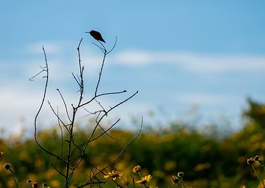 Humming to the Flowers
